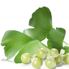 สารสกัดใบแปะก๊วย Ginkgo