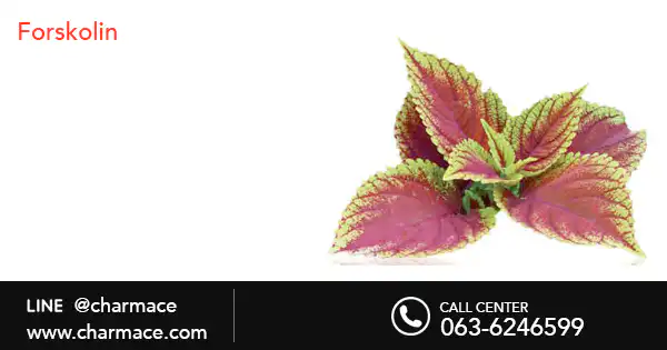 สารสกัดจาก Forskolin (ฤาษีผสม)