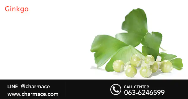 สารสกัด Ginkgo (ใบแปะก๊วย)