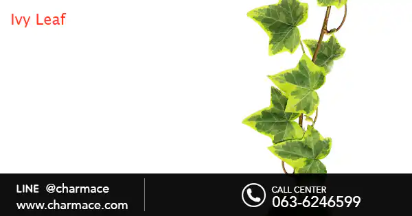 สารสกัดจากใบไอวี่ Ivy Leaf