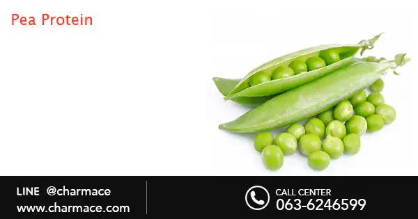 สารสกัด pea protein