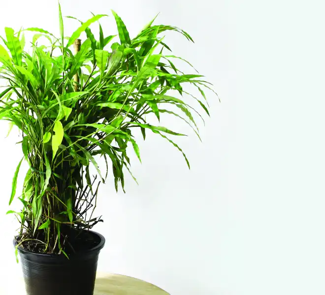 หญ้าฮี๋ยุ่ม หรือหญ้ารีแพร์