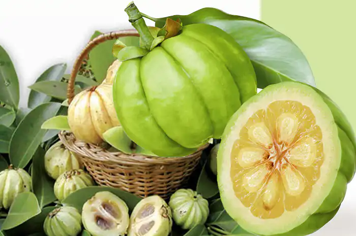 Garcinia Extract : สารสกัดจากผลส้มแขก