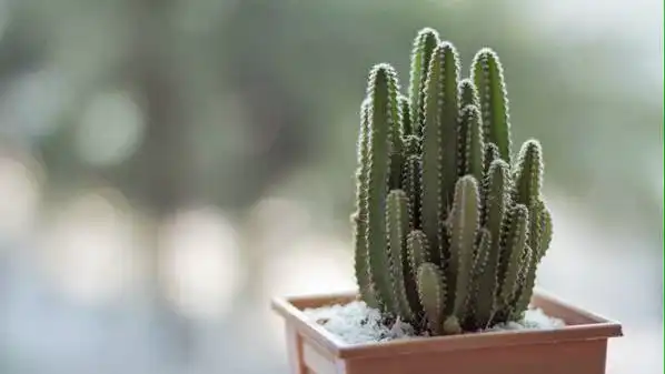 Cactus Extract :สารสกัดจากผลกระบองเพชร