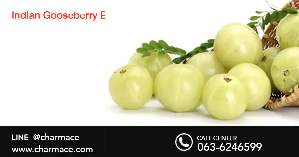 สารสกัดจาก Indian Gooseberry Extract
