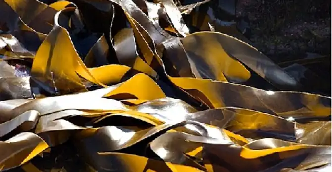 Kelp Powder : สาหร่ายสีน้ำตาล