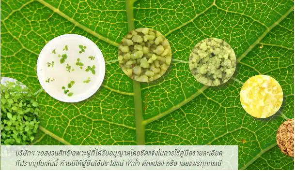 แคปซูลเสต็มเซลล์จากพืช เพื่อการดูแลผิว PLANT STEMCELL