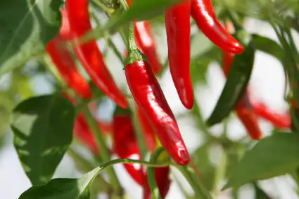 Capsicum Extract : สารสกัดจากพริก
