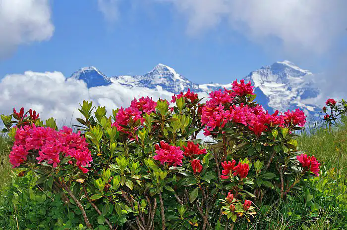 Alp Rose (แอลป์โรส)